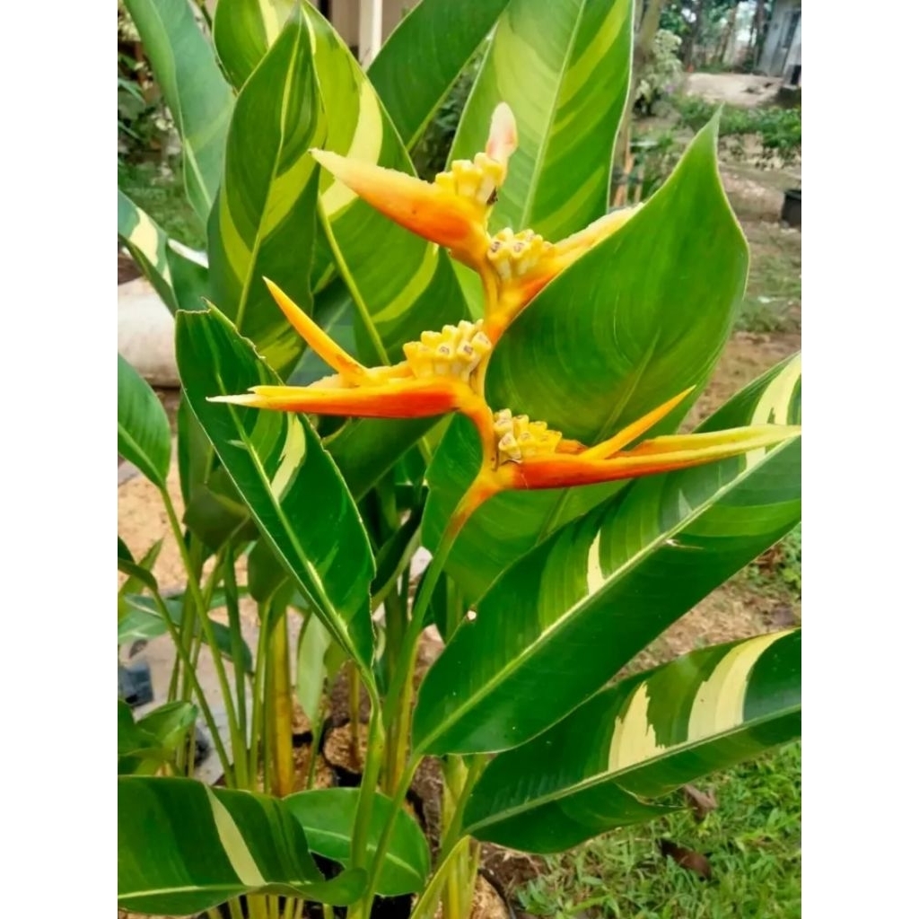 Tanaman hias pisangan heliconia besar varigata