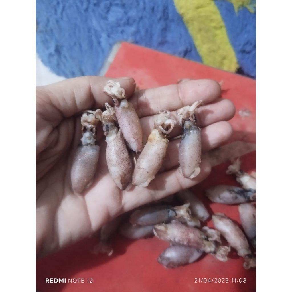 

baby cumi super size 3cm/500gr