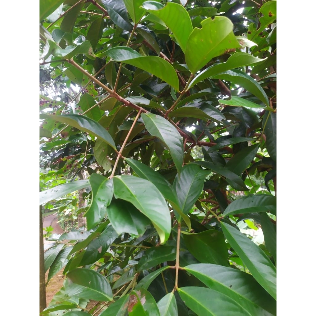 

Daun jambu mete, Daun muda dan Daun Tua 200 gram