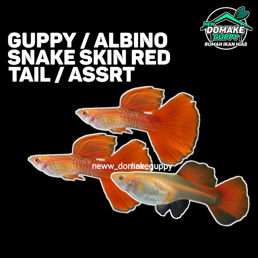 Pembersih lantai AlbinoSnakeSkinRedTail ASSRT