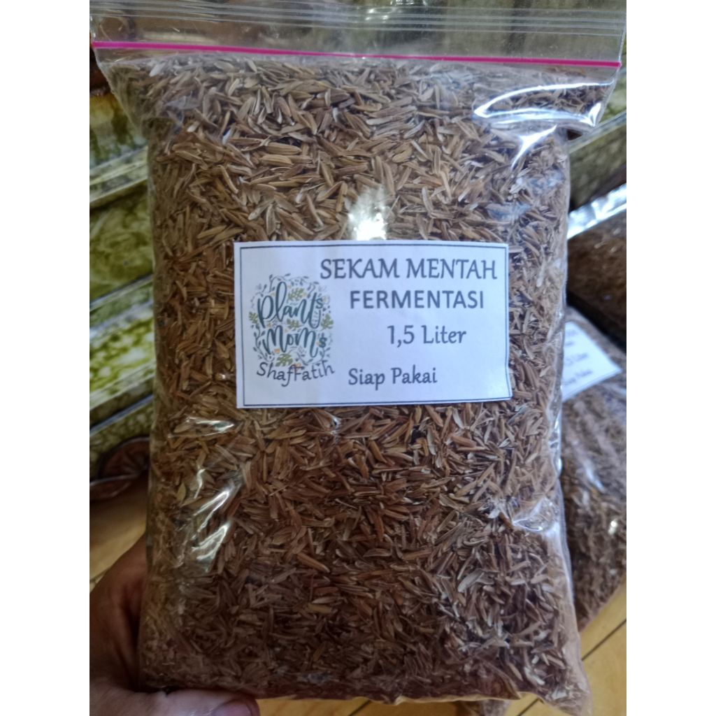 Sekam mentah Fermentasi