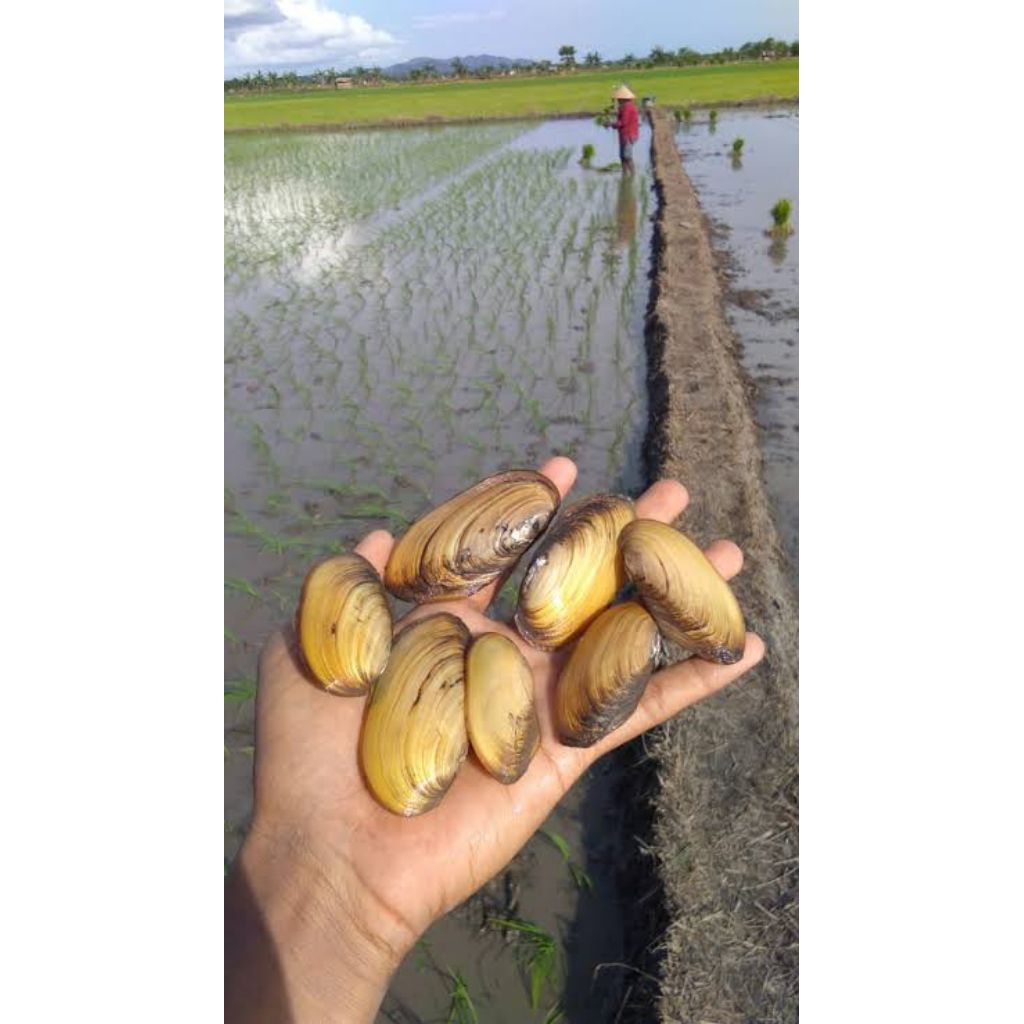 kerang kijing isi 15biji