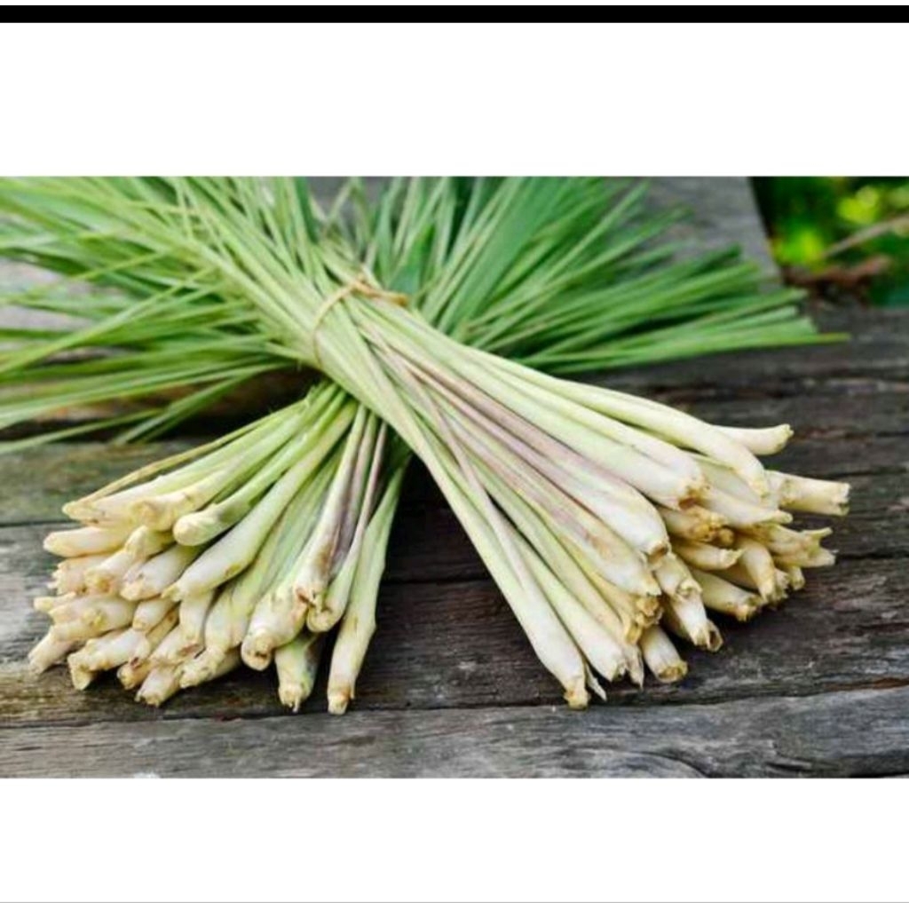 

sereh dapur per iket 10 batang