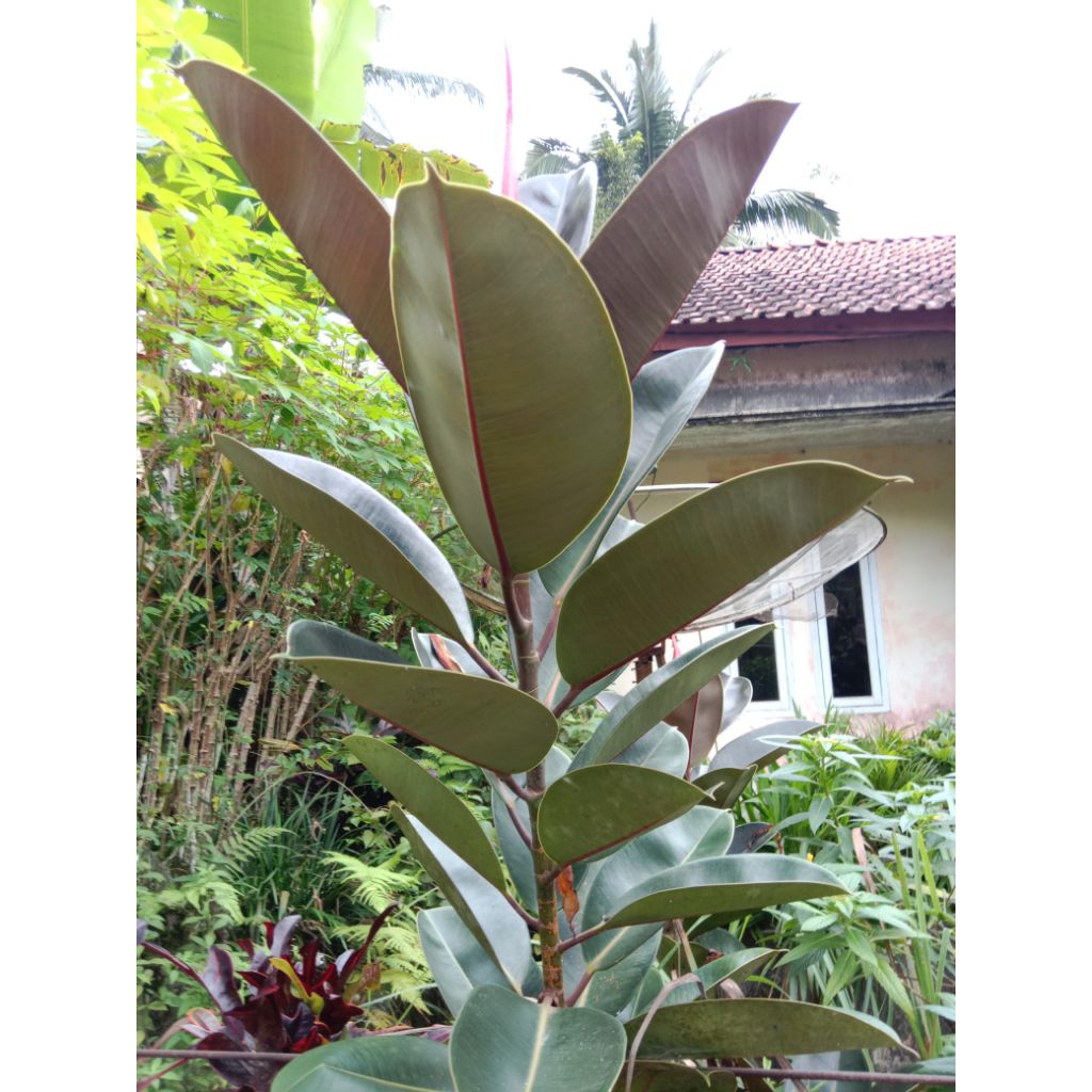 

Daun karet kebo/5 lembar