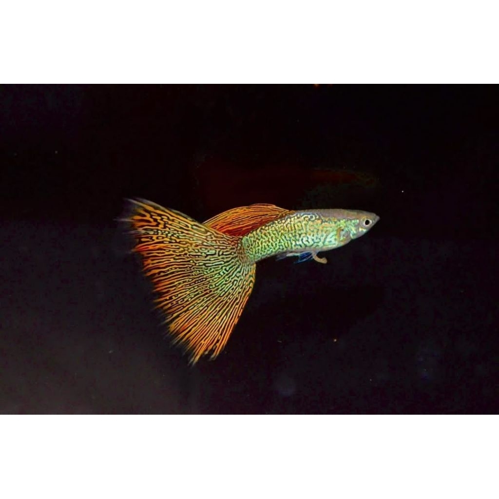 sepasang stiker unik ikan indukan Guppy Redlace hiasan aquarium