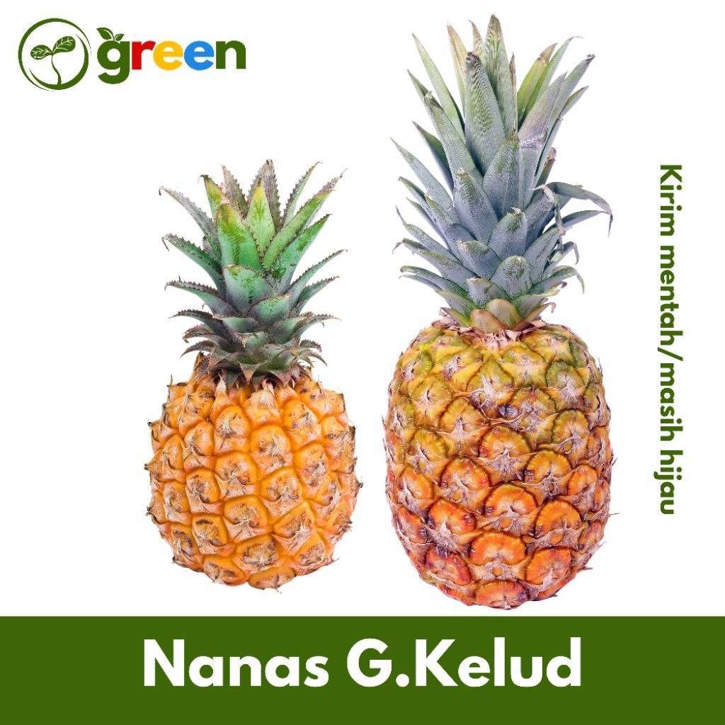 

Nanas Gunung Kelud