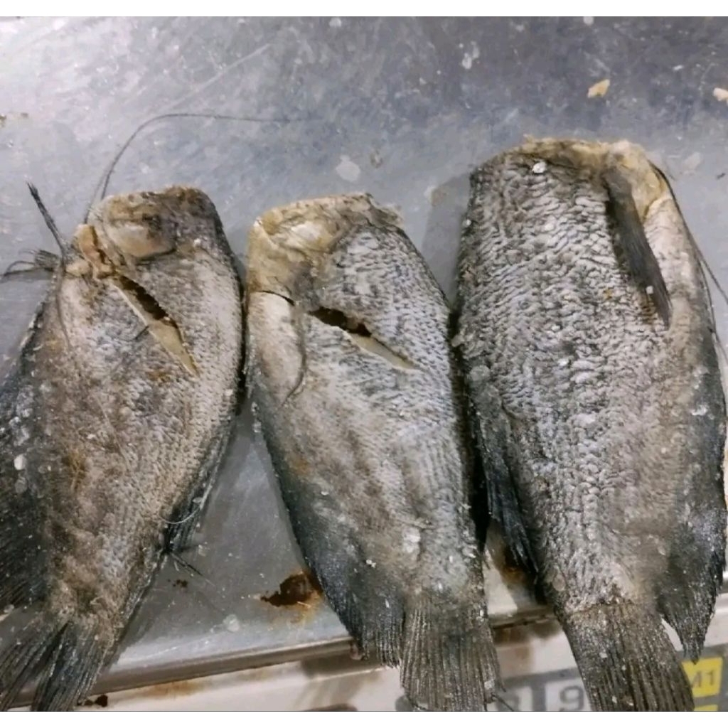 

Ikan Asin Sepat Siam Sedang/Ikan sepat ; 1KG Murah Enak