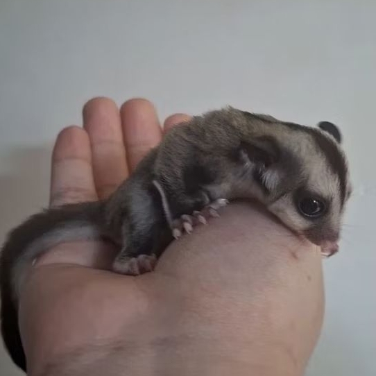 baby sg jinak glider sugar