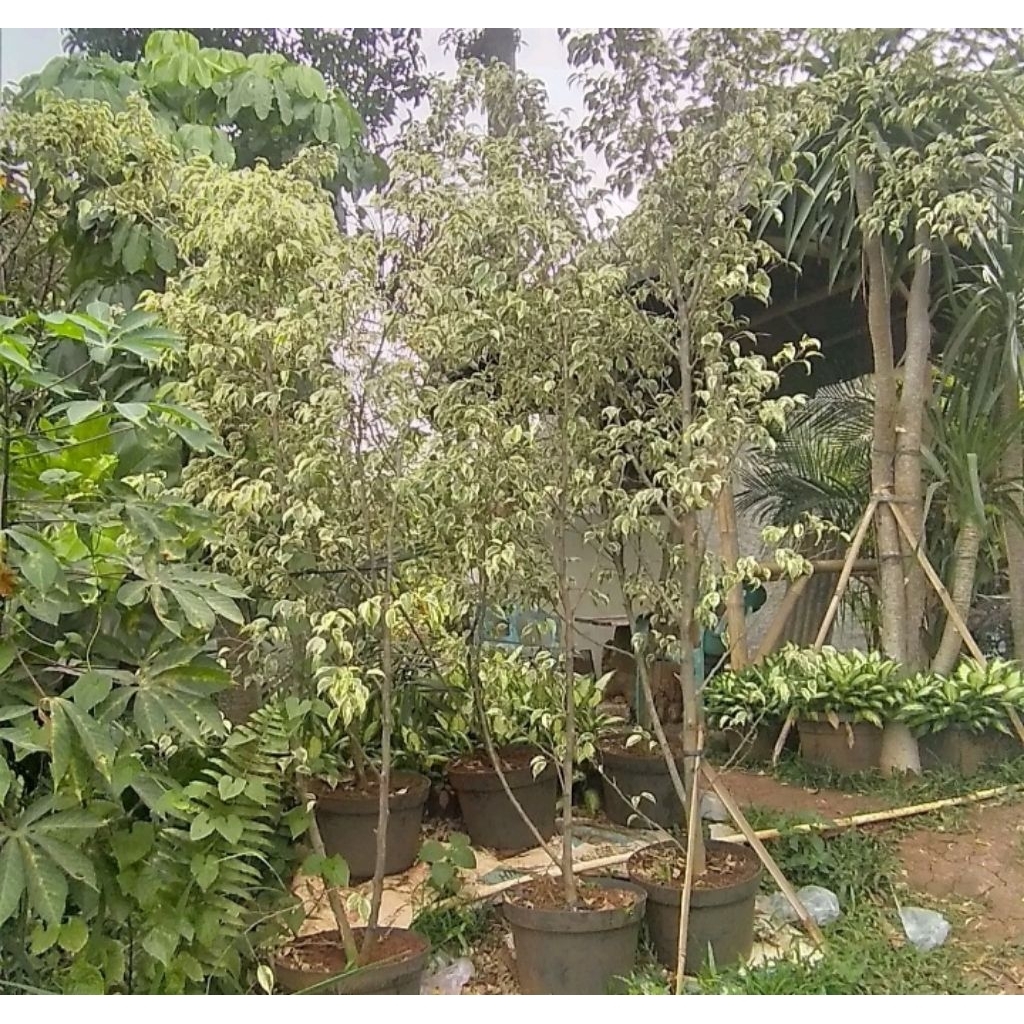 pohon beringin putih /varigata tinggi 2 meter