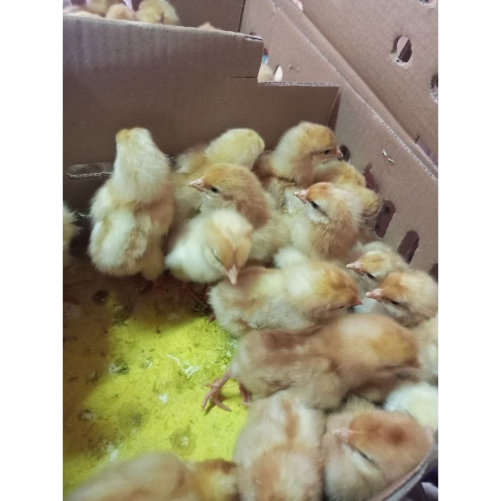 Ayam Telur - Ayam Petelur Merah - Layer Betina - Anakan Petelur