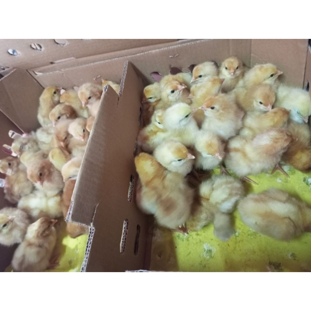 Doc Telur - Ayam petelur Merah -Bibit Ayam Telur  - Ayam Merah Petelur