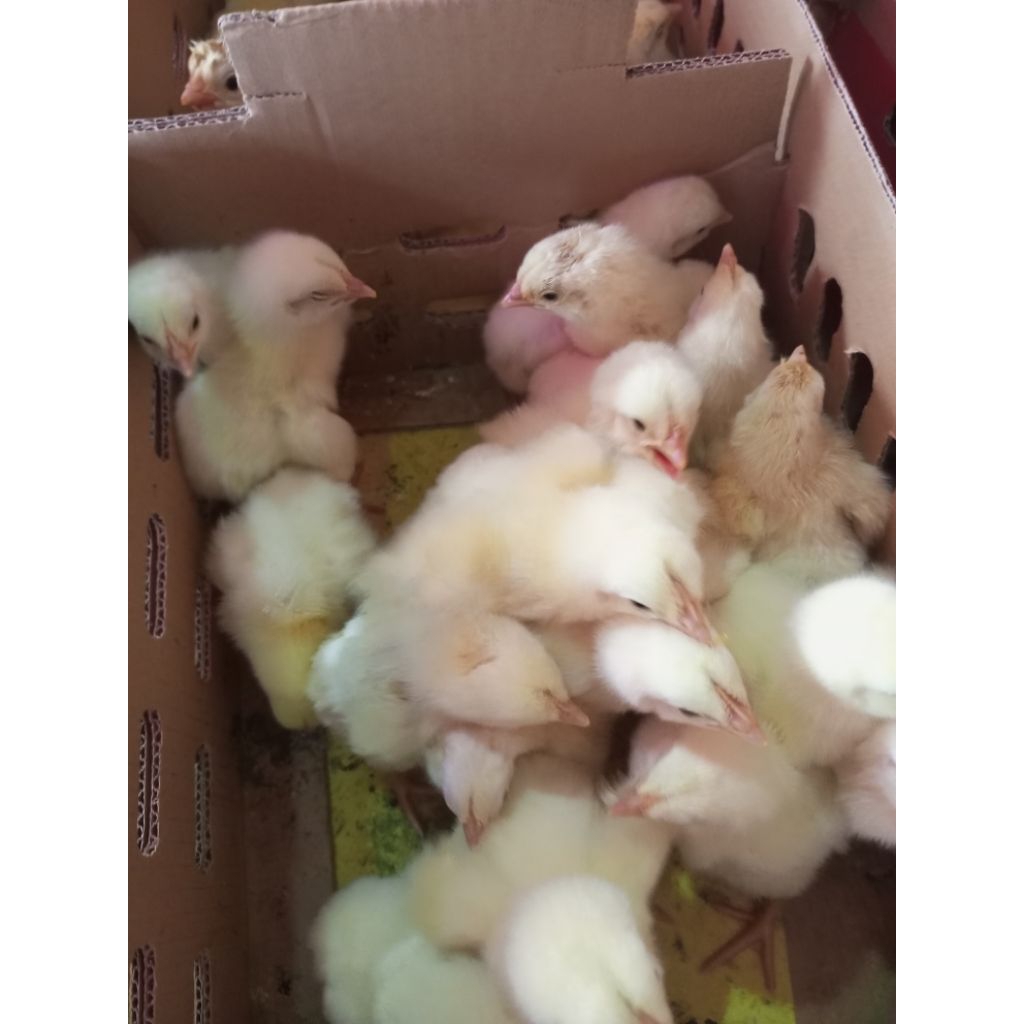 

Ayam Potong Broiler Doc - Bibit Broiler - Ayam Pedaging - bibit ayam Broiler