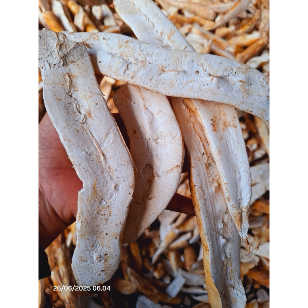 

Gaplek singkong kering 1KG / Ubi singkong kering untuk tepung tiwul