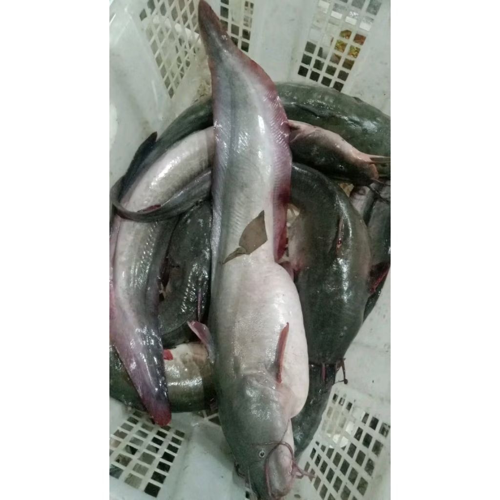 

ikan Sembilang Telor Ikan Sembilang Segar Telor ikan Sembilang ikan Sembilang bertelor