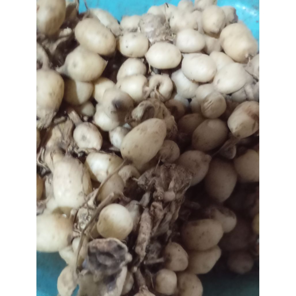 

Rimpang Temu Putri segar