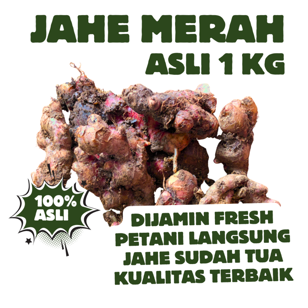 

Jahe Merah Segar Asli 1 Kilogram Dijamin Fresh Pure Jahe Merah Tidak ada campuran