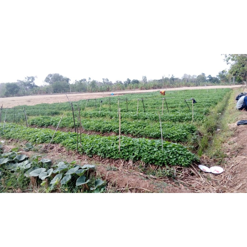 paket hemat 100 pohon benih cabe merah besar/lombok