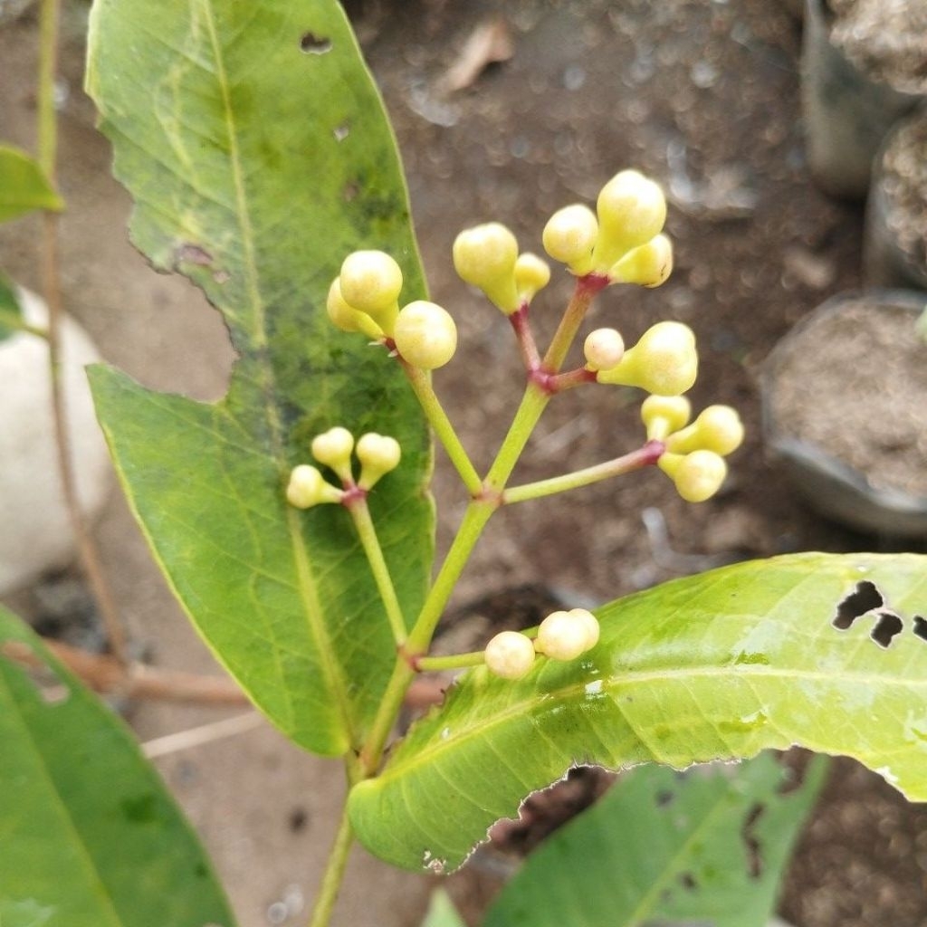

live jambu air berbuah