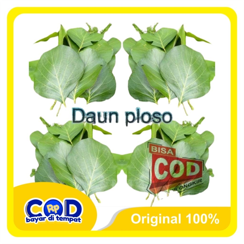 

[C O D] Daun Ploso Segar isi 50 Lembar Untuk Bungkus Makanan Tradisional & Obat Tradisional