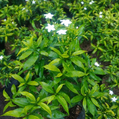 Tanaman Bunga Hias Sabrina - sabrina - tanaman rombusa - rombusa kuning - rombusa silver - Tanaman h