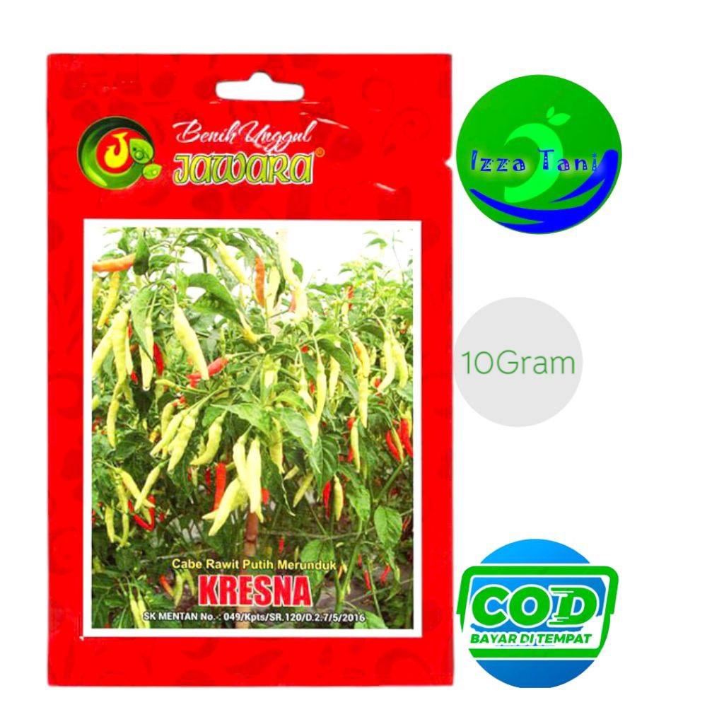 Benih Cabe Rawit Putih Kresna 10 Gram Rawit Putih Merunduk Bibit Cabai Rawit