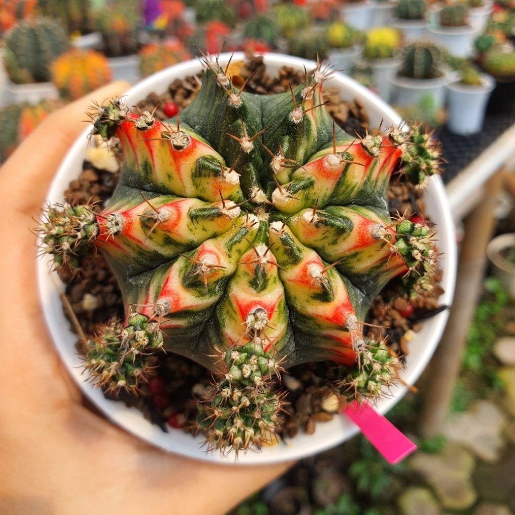 Gymnocalycium Multicolour Cluster Gymno Multicolor Big Size