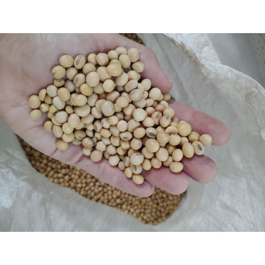 

Kedelai Impor USA Kualitas Super - 5 kg