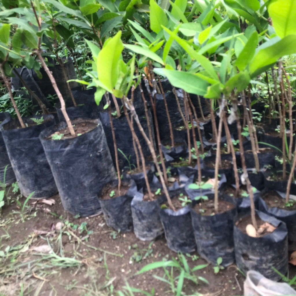 

Bibit Jambu Air Stek