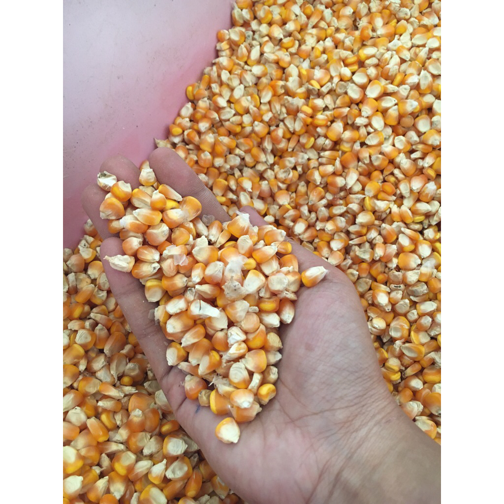 

Jagung Besar Pakan Ayam Ecer 1kg / Jagung Pipil Besar