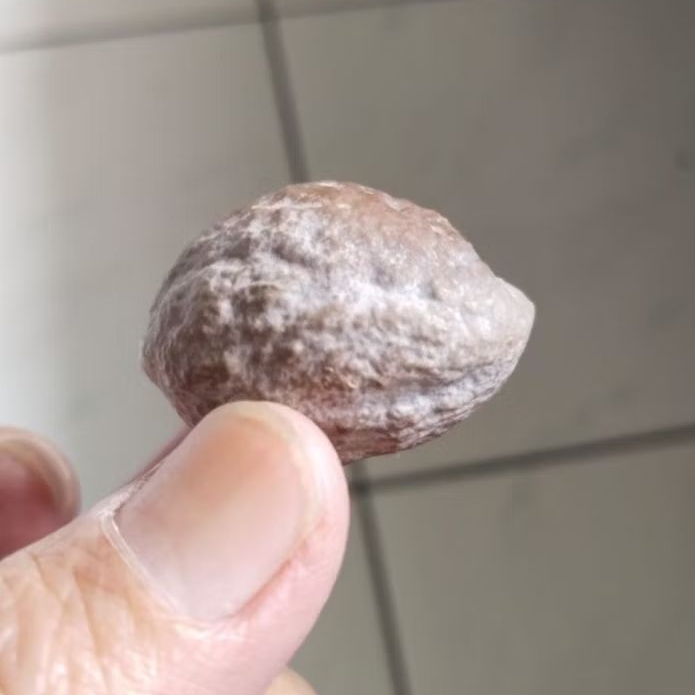 Kemiri Adu Muncang Adu Jayanti Si Poek Ori Batujajar Full Tua