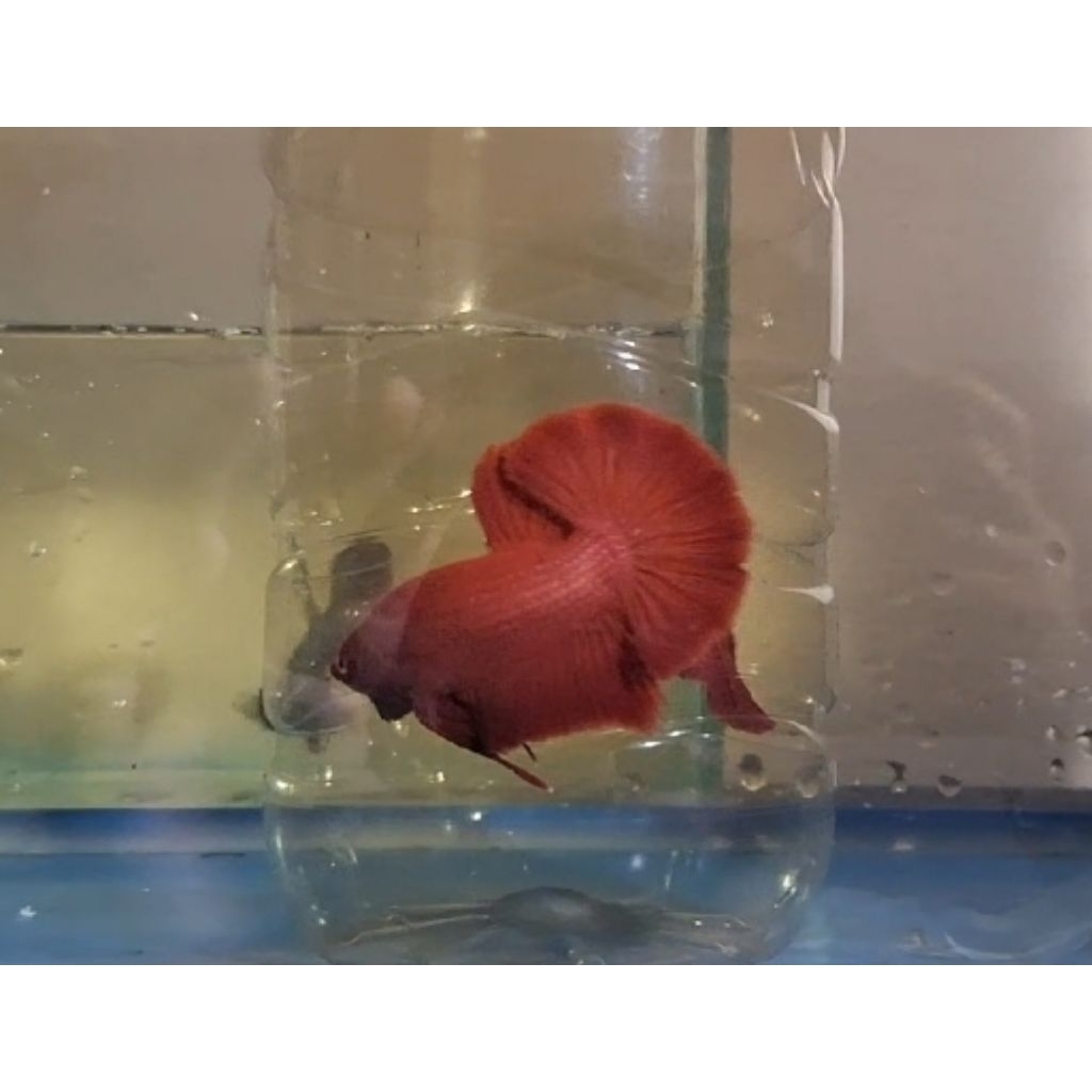 giant hmpk super red size 4.7 cm.body only
