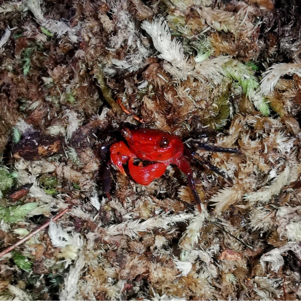 Pomegranate Vampire Crab