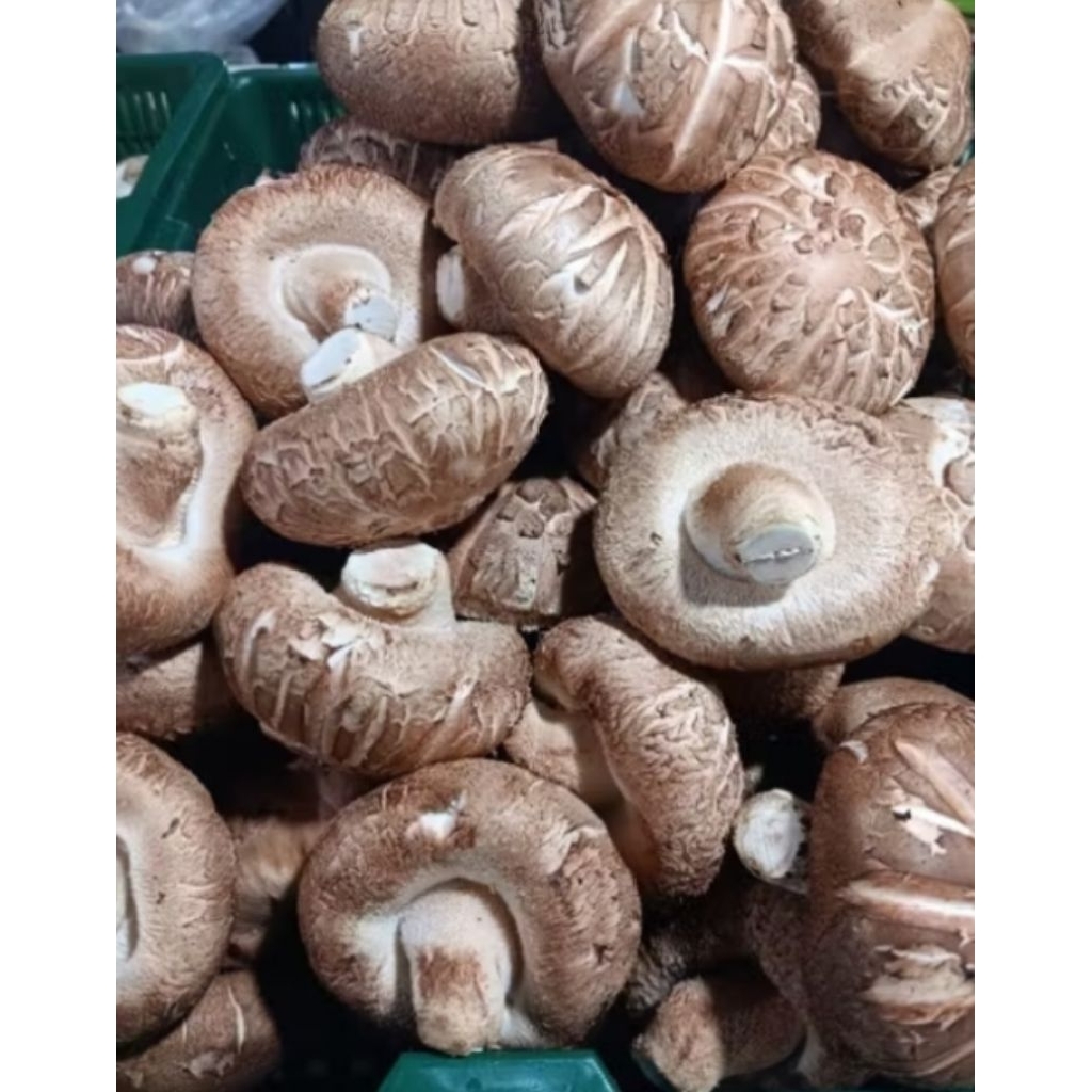 

jamur shintake segar 250gr