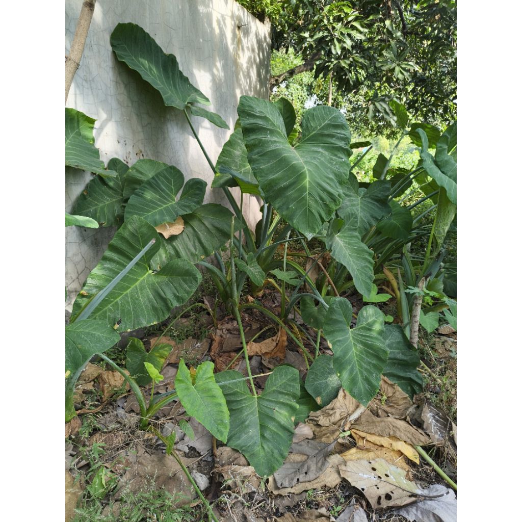 

Daun Talas Segar Ukuran Kecil - Besar Harga Per Lembar