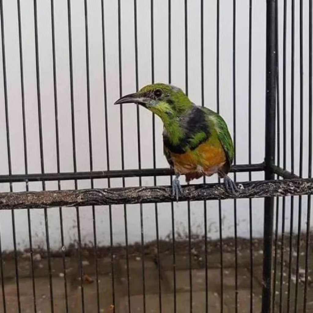 cak cungkok trotol jantan pilihan super