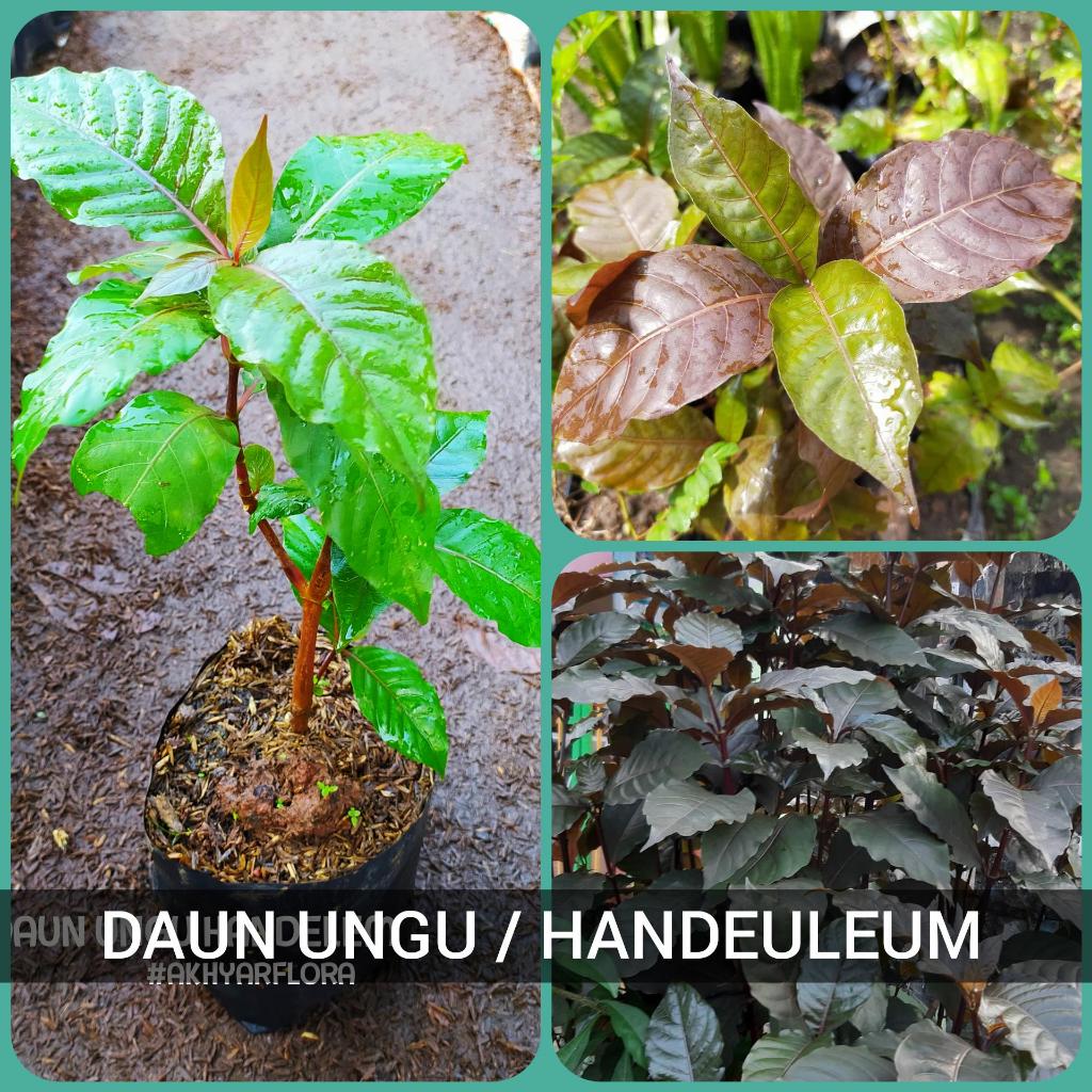 Daun Ungu Handeuleum untuk Mengobati Ambeien Wasir Herbal Tanaman
