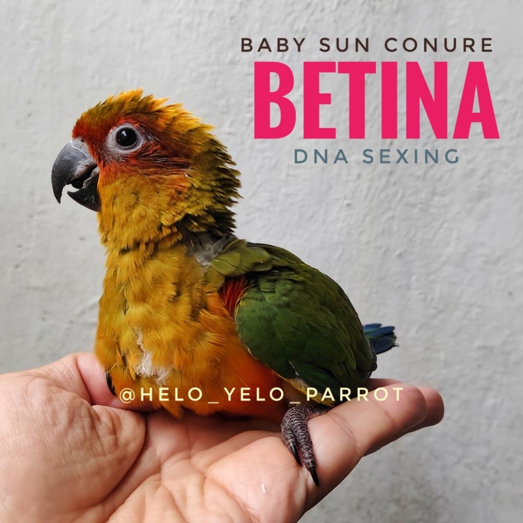 Sun Conure / Sunconure DNA Sexing