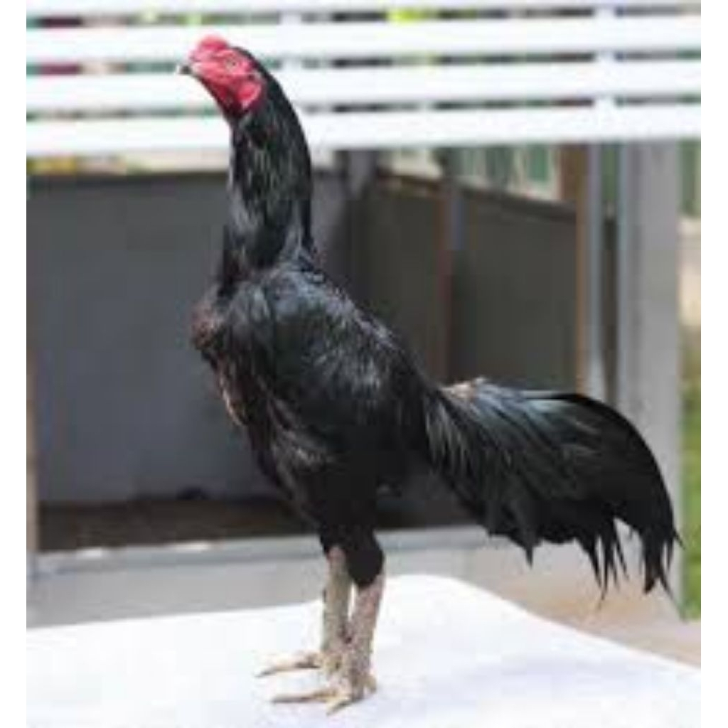 

paket hemat 5 Telur Ayam Bangkok Larkumbang Fertil siap untuk ditetaskan