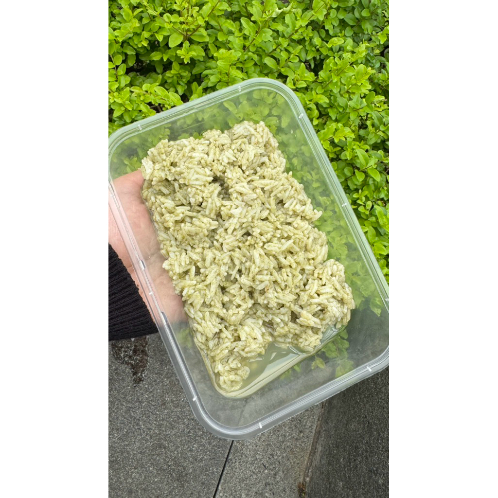 

Tape ketan Hijau premium asli daun suji manis legit (500 gr)
