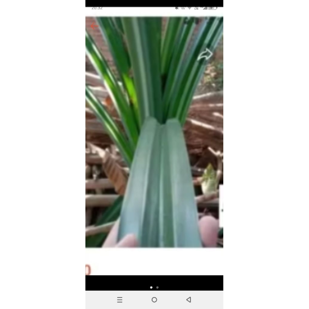 Daun pandan wangi besar