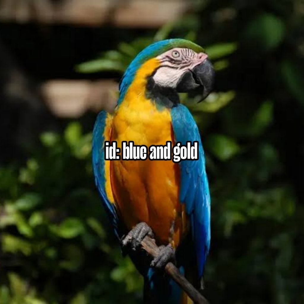 

Telur Fertil Siap Tetas Macaw Blue and gold 100% garansi menetas