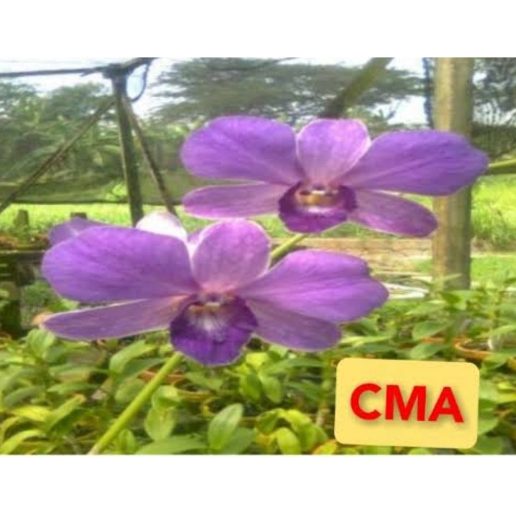Anggrek Dendrobium Id CMA