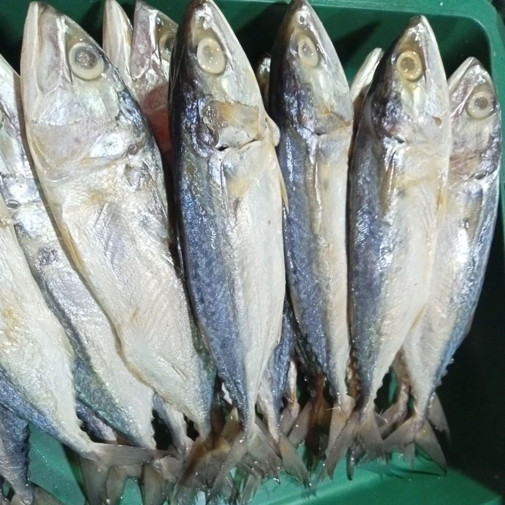 

ikan peda putih