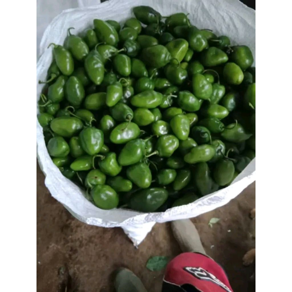 

cabai gendot 1kg