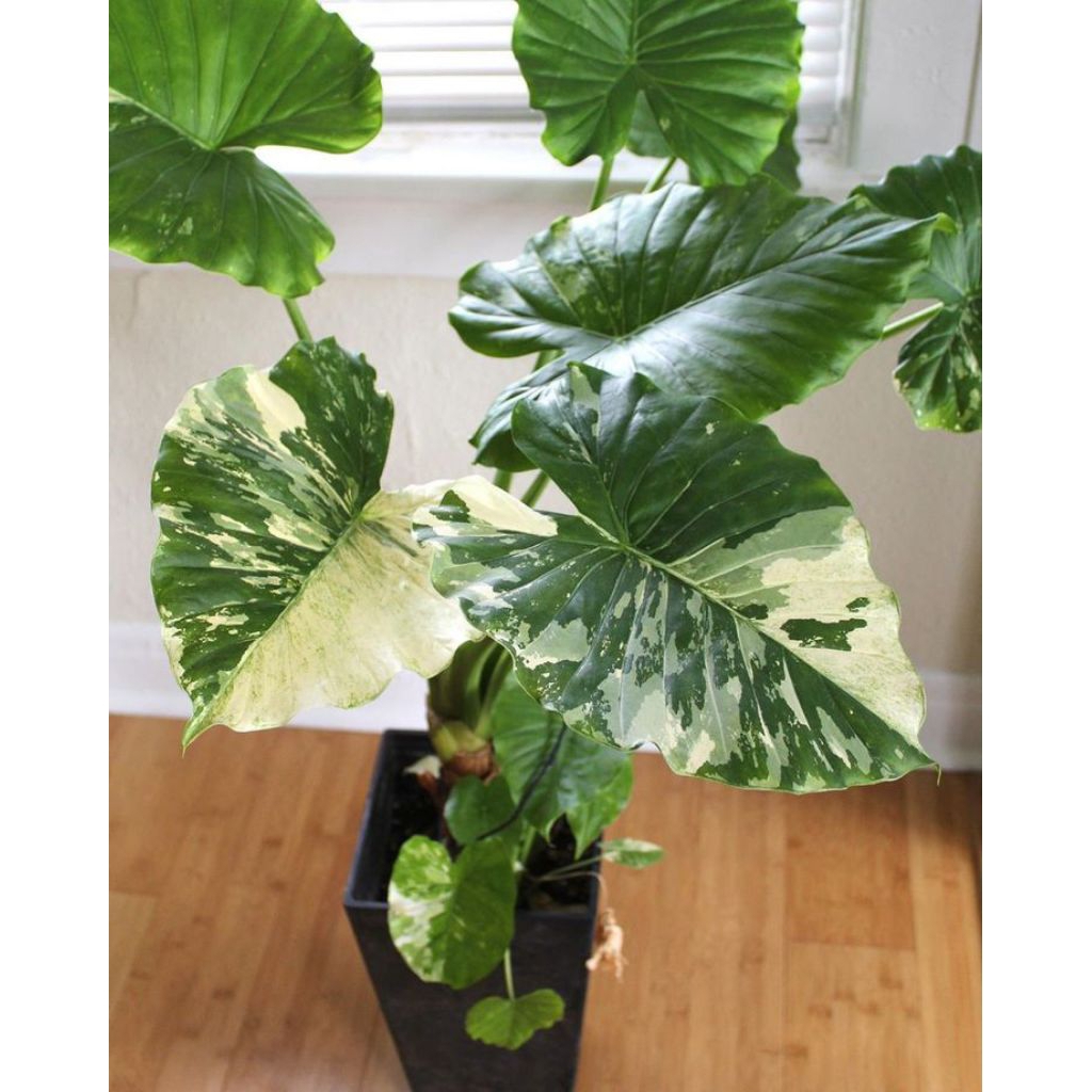 Sente Varigata Alocasia macrorrhizos variegata - Tanaman Hias Sente Varigata 