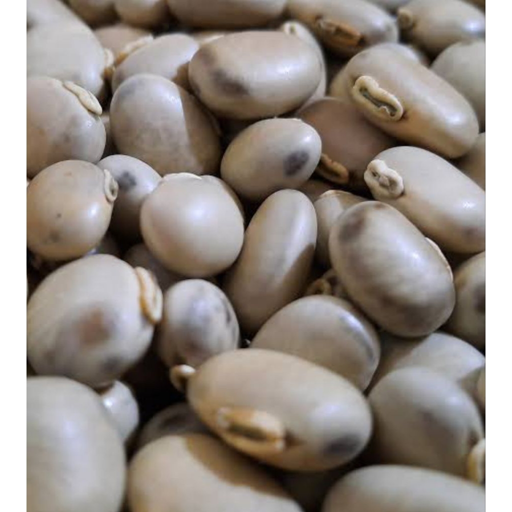 

BIJI KORO BENGUK KEMASAN 1KG