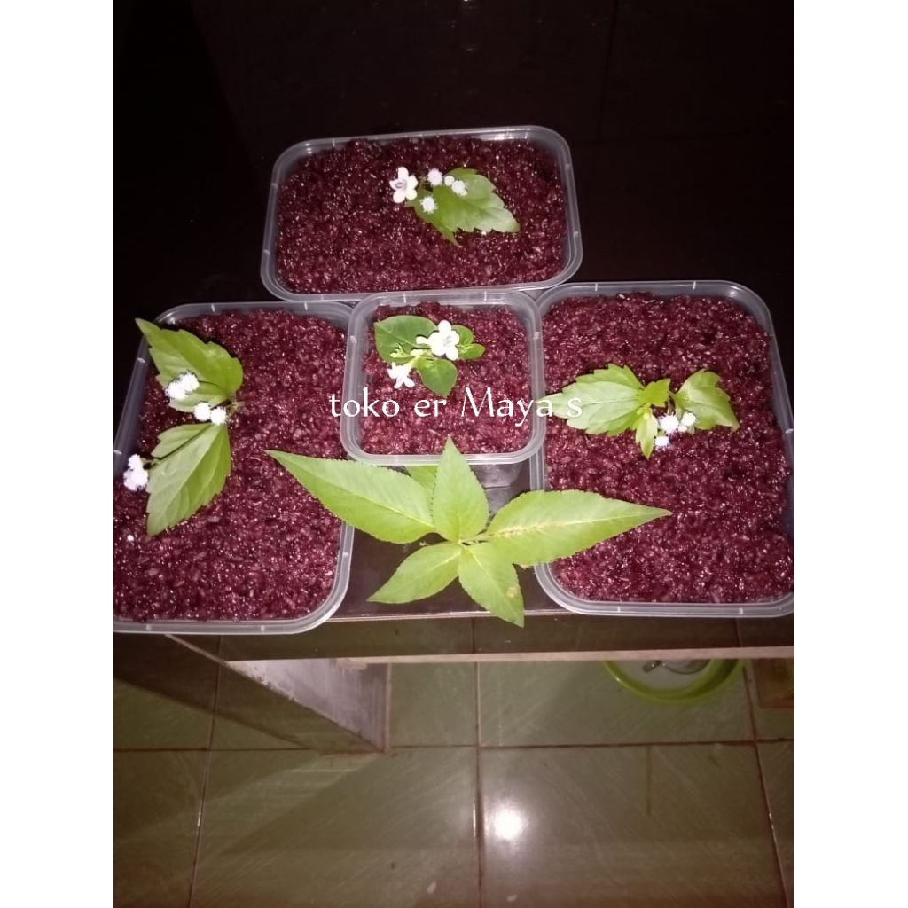 

tape ketan hitam manis 500 gram