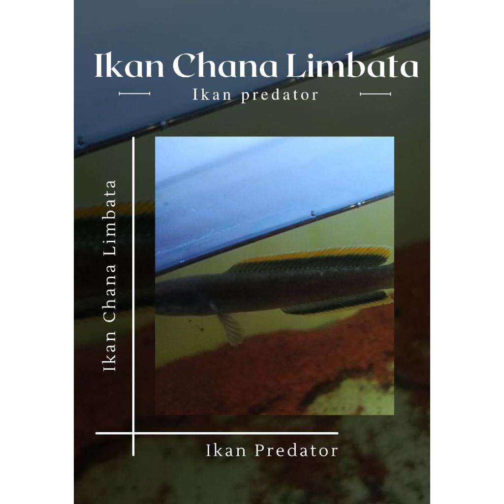 limbata progres lokal bali