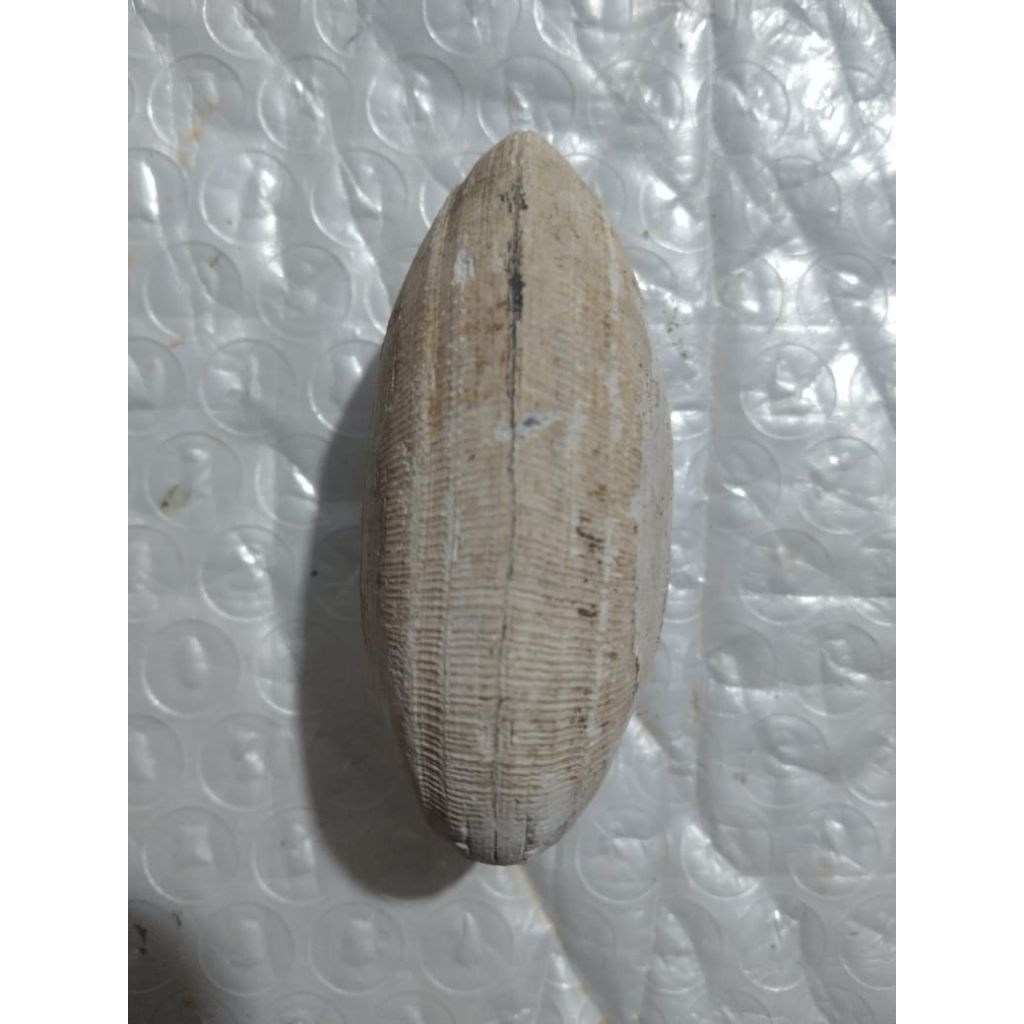 batu unik kerang laut terbatas dan lanka