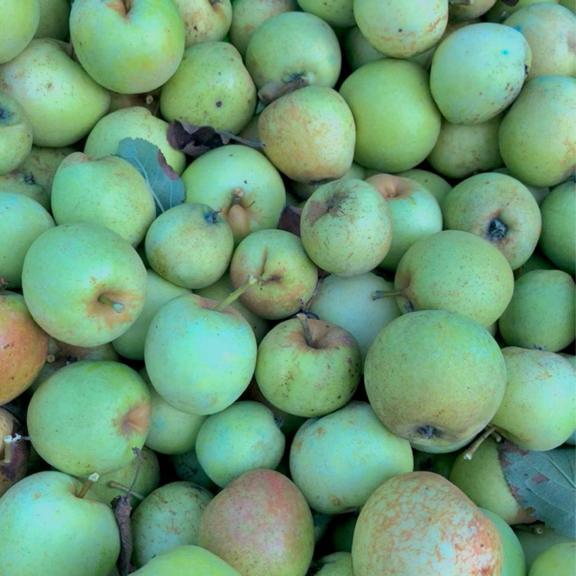 

Apel Manalagi Khas Batu Malang 1kg Fresh